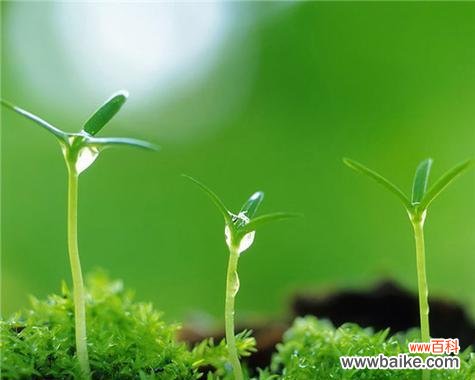 探寻生命的勃发与灿烂 鲜活朝气