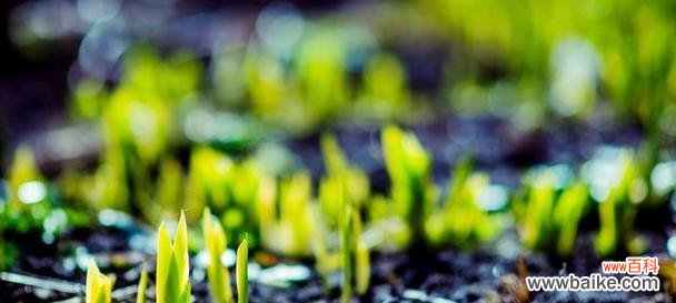 探索象征自律的植物世界的奇妙之旅 植物中的自律力量