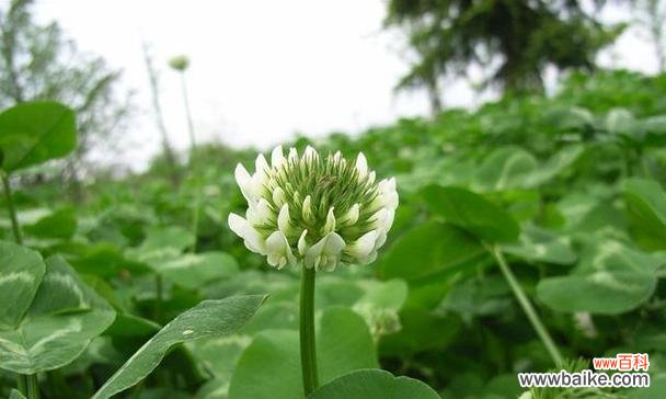 从自然中汲取力量 自信之花——探秘象征自信的植物世界