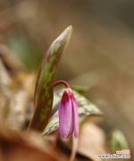 探索自由的绿色世界 自由的象征——植物的力量