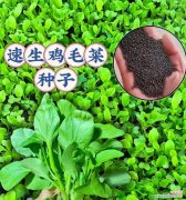 鸡毛菜的花语有何特别含义？