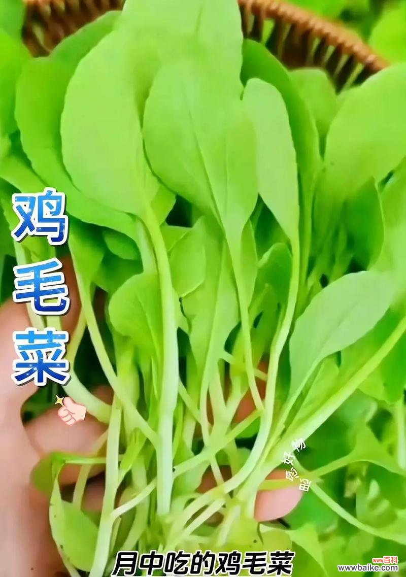 鸡毛菜的花语有何特别含义?