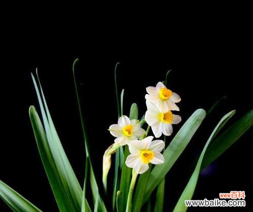 王者花语系列中代表英雄的花语是什么？