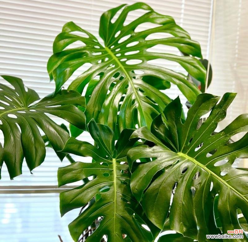 龟背竹叶象征着什么?