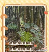 龟背竹叶象征着什么？