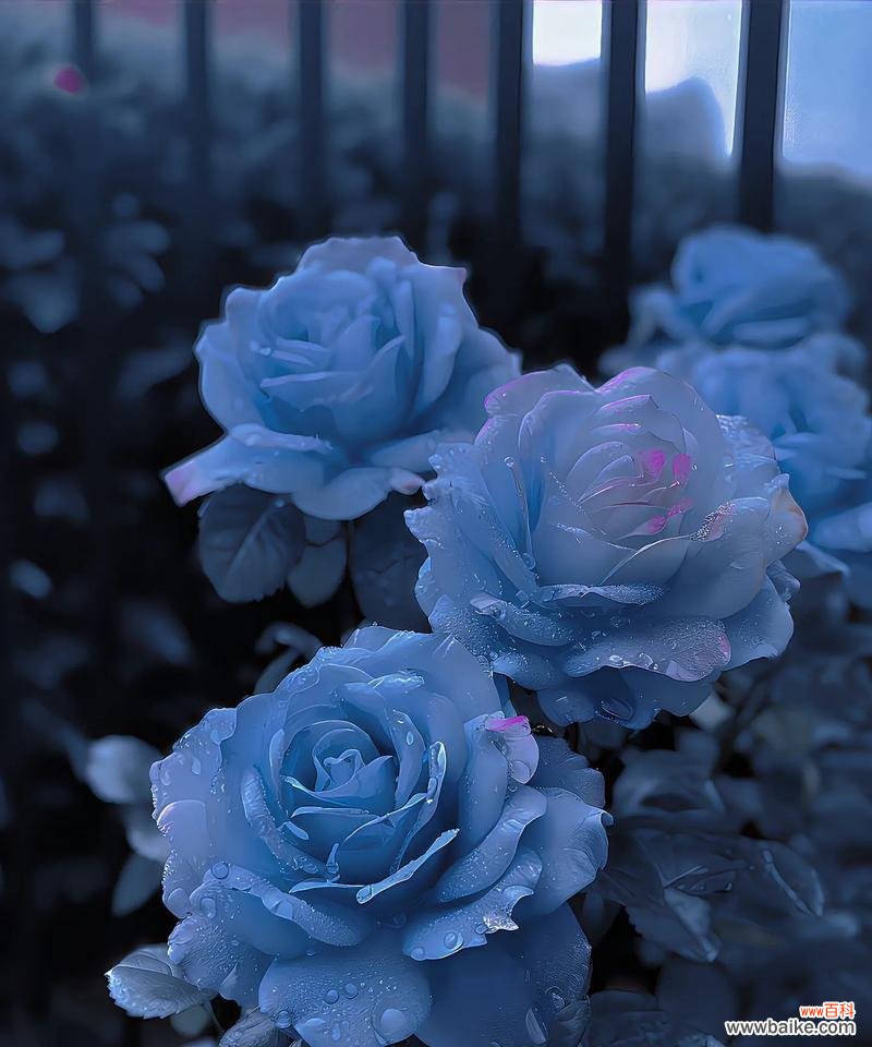 玫瑰冰蓝这种花的花语是什么？它有什么特别之处？