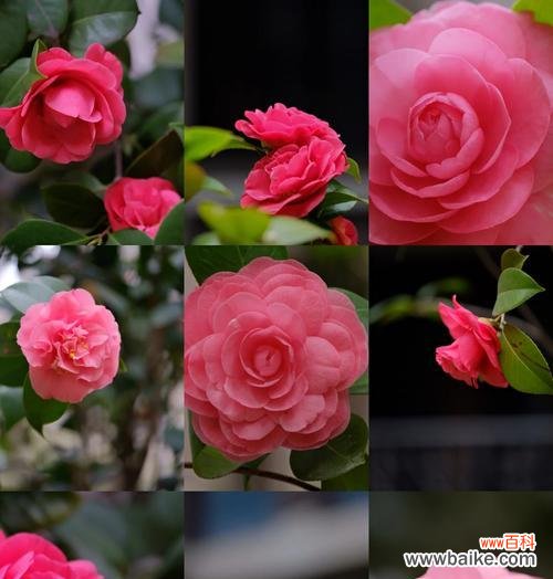 茶花的花语代表什么？它在文化中扮演什么角色？