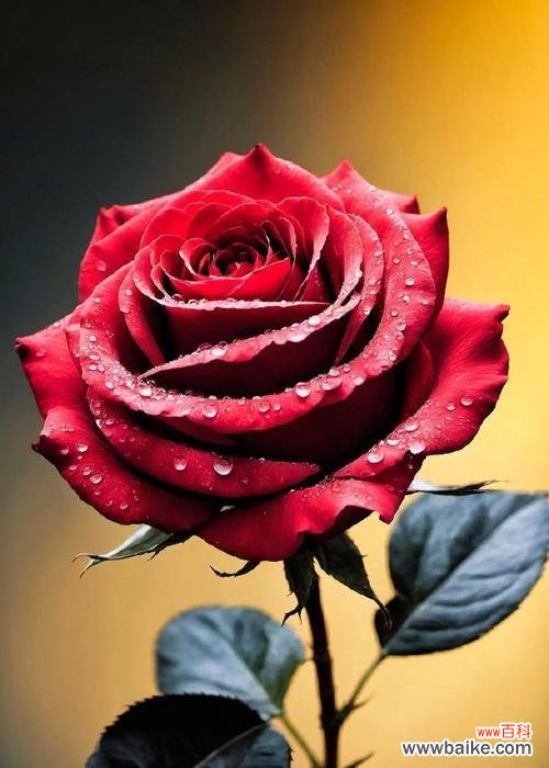 情人节红玫瑰的浪漫花语是什么？红玫瑰代表了什么爱情？