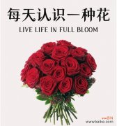 情人节红玫瑰的浪漫花语是什么？红玫瑰代表了什么爱情？