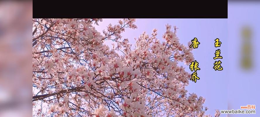 四季玉兰花的花语有哪些？