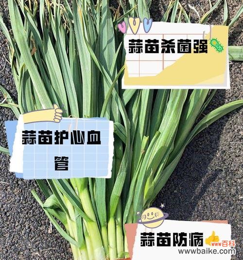 小蒜苗的花语是什么?小蒜苗的功效特点有哪些?