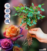 玫瑰喷色的花语有何不同？玫瑰喷色在花语中代表什么？