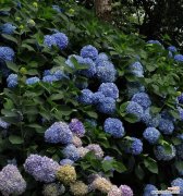 绣球花的花语有哪些？它们各自代表了什么？