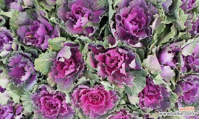 白山菜的花语和寓意有哪些？