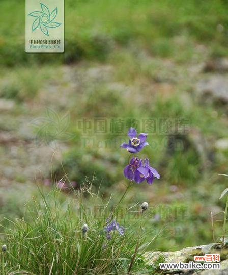 白山菜的花语和寓意有哪些？