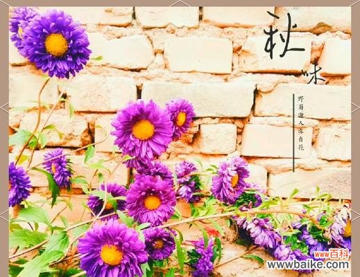 人尽皆知的爱花语是什么？这种花语代表了哪种情感？