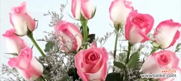 粉玫红色玫瑰的花语是什么?