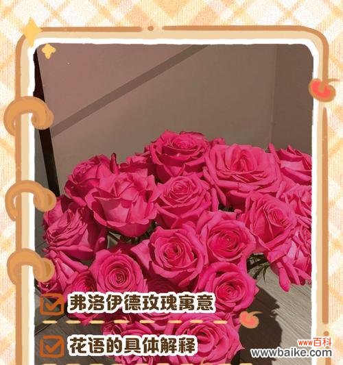 粉玫红色玫瑰的花语是什么?