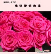 粉玫红色玫瑰的花语是什么？