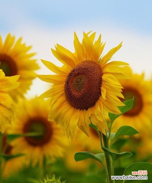 以向日葵花寓意探寻生命的奇妙 向日葵花的象征意义及启示