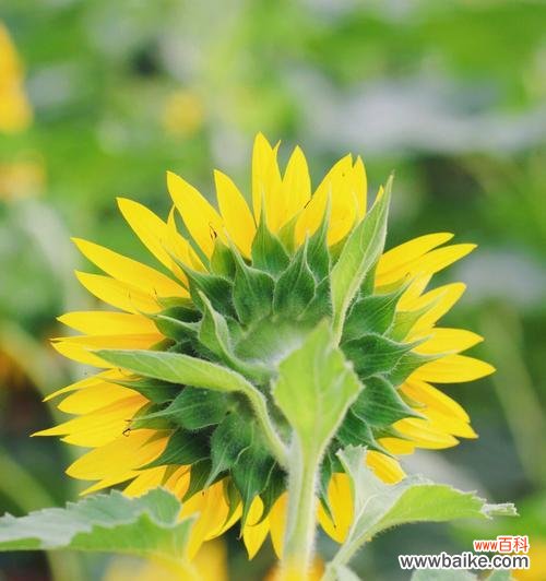 以向日葵花寓意探寻生命的奇妙 向日葵花的象征意义及启示