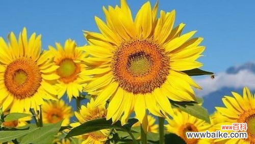 向日葵的阳光之花 向日葵花语与寓意