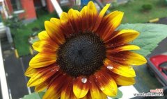 向日葵的阳光之花 向日葵花语与寓意