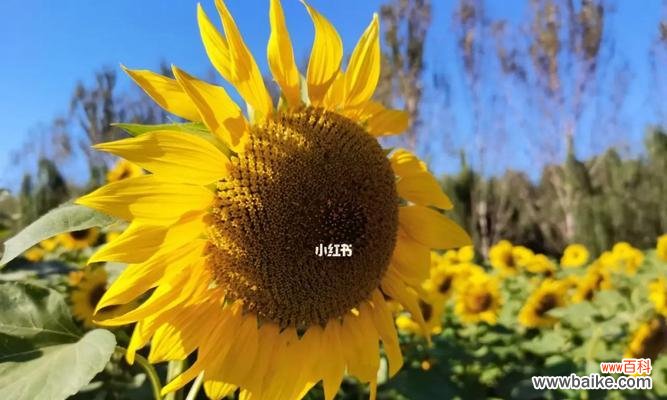 以向日葵花语为主题的寓意及其启示 向日葵花语