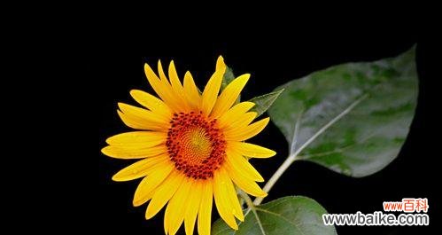 以向日葵花语为主题的寓意及其启示 向日葵花语