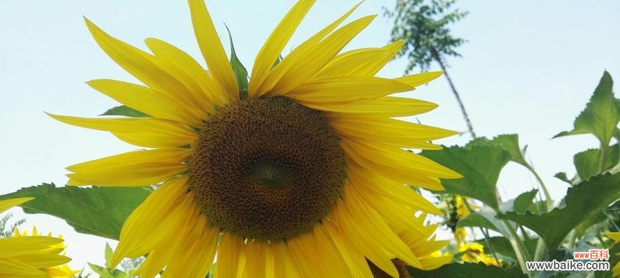 探索向日葵在生活中的各种象征意义 向日葵的寓意和象征