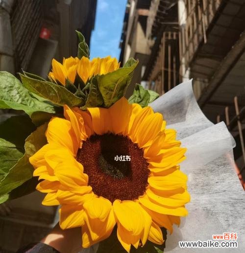 阳光、热爱、希望——向日葵花的象征意义与深层内涵 向日葵花的寓意与花语