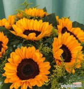 明亮、忠诚、积极向上的阳光之花 向日葵的寓意与花语