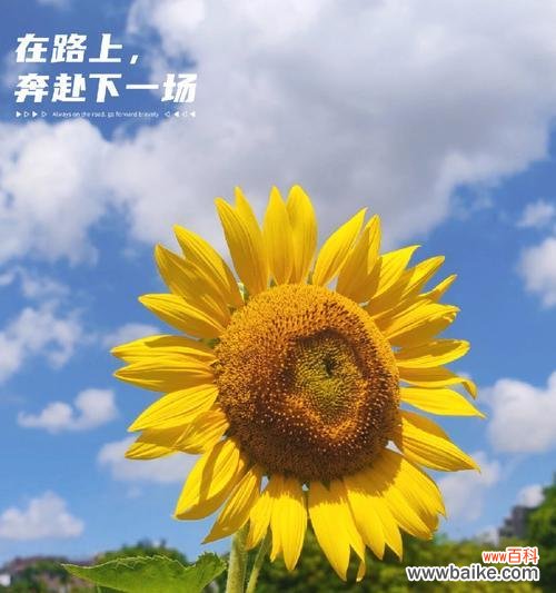 阳光与希望的象征——向日葵 向日葵寓意的象征意义