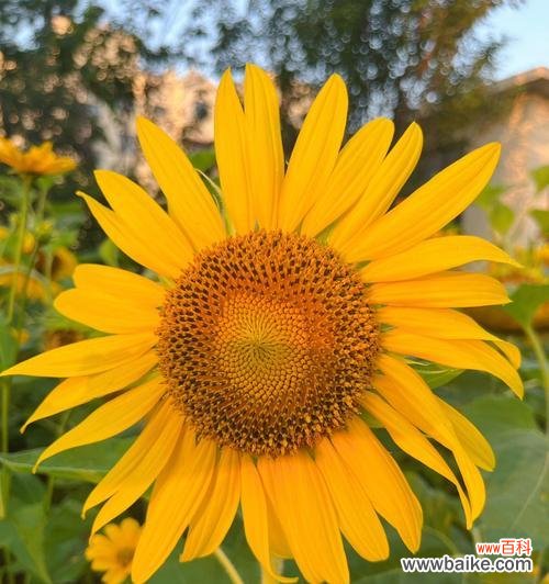 阳光与希望的象征——向日葵的美丽之谜 向日葵的花语及其寓意