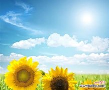 探究向阳花的含义与象征，为人们的生活带来的启示 向阳花的寓意与启示