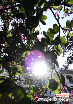 春花秋菊，隐喻光明与黑暗的交织之美 花中的光明与黑暗