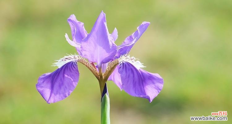 春花秋菊，隐喻光明与黑暗的交织之美 花中的光明与黑暗