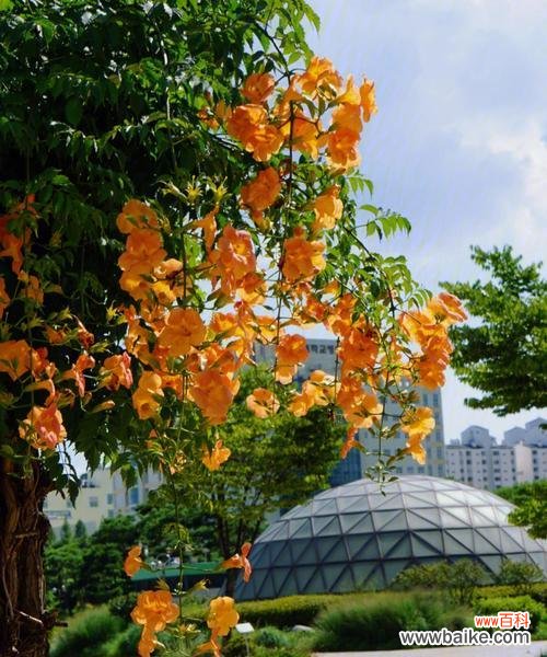 春花秋菊，隐喻光明与黑暗的交织之美 花中的光明与黑暗