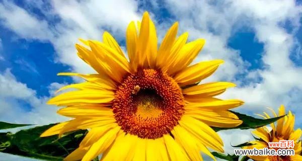 热爱生命的真情告白 向日葵花语的真正含义——传达阳光和温暖的忠实