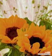 热爱生命的真情告白 向日葵花语的真正含义——传达阳光和温暖的忠实