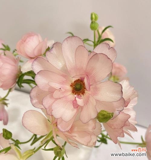 友谊花康乃馨的美丽与寓意 以象征友谊的花——康乃馨