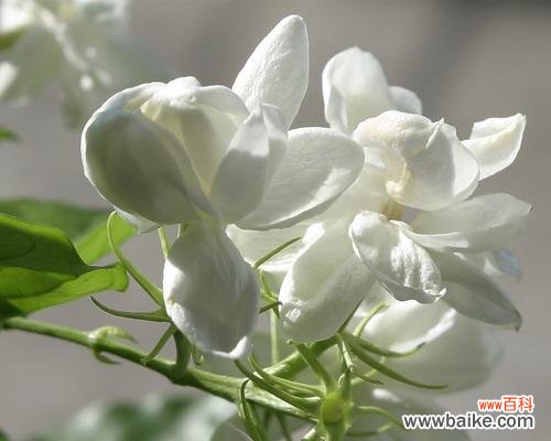 友谊花康乃馨的美丽与寓意 以象征友谊的花——康乃馨