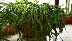 探寻蟹爪兰的花语和寓意 蟹爪兰