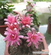 以熊童子开花的寓意与活力四射的表现 熊童子绽放生机勃勃