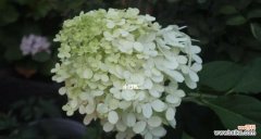 探寻绣球春化的起源与变迁 绣球春化