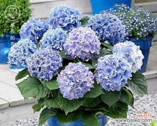 绣球花的象征与传说 绣球花