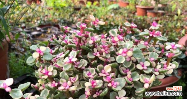 舞动花语的美妙韵律 以雅乐之舞的花语