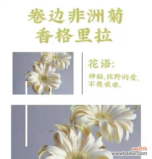 彩虹奶油的花语能传达哪些情感？