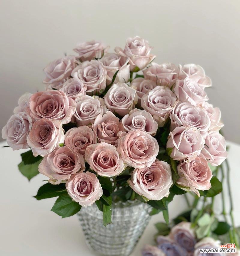 彩虹奶油的花语能传达哪些情感？