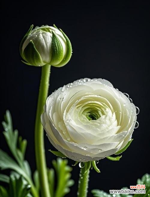 百洋牡丹的花语与寓意是什么?